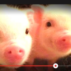 Meet your Posher, Saige